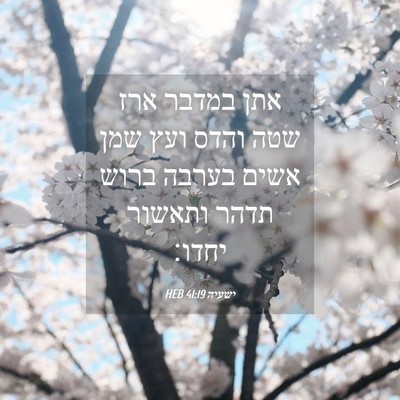 Picture 04 - ישעיה 41:19 HEB - אתן במדבר ארז שטה והדס ועץ - Bible Verse Picture