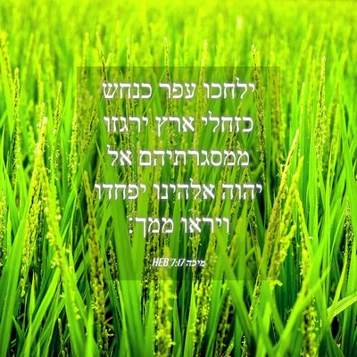 Picture 04 - מיכה 7:17 HEB - ילחכו עפר כנחש כזחלי ארץ - Bible Verse Picture