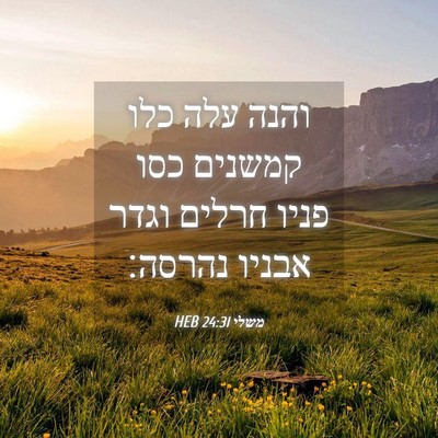 Picture 04 - משלי 24:31 HEB - והנה עלה כלו קמשנים כסו - Bible Verse Picture