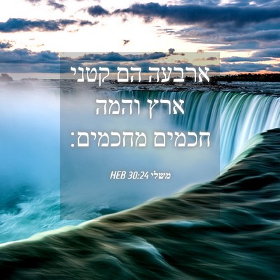Picture 04 - משלי 30:24 HEB - ארבעה הם קטני ארץ והמה - Bible Verse Picture