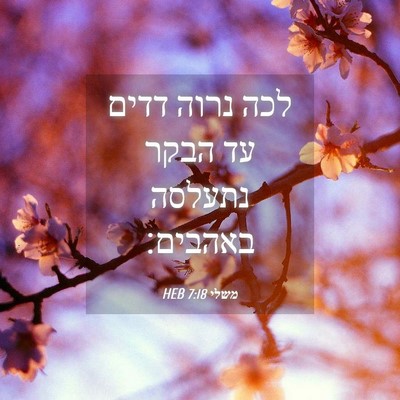Picture 04 - משלי 7:18 HEB - לכה נרוה דדים עד הבקר - Bible Verse Picture