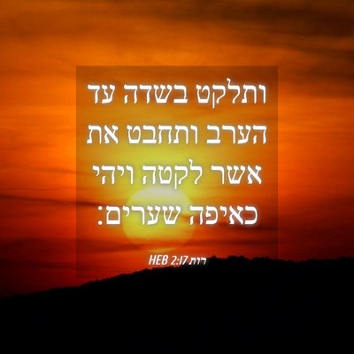 Picture 04 - רות 2:17 HEB - ותלקט בשדה עד הערב ותחבט את - Bible Verse Picture