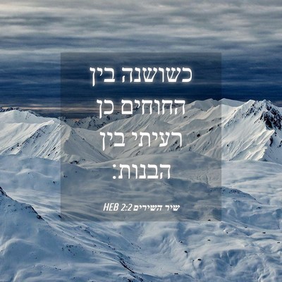 Picture 04 - שיר השירים 2:2 HEB - כשושנה בין החוחים כן רעיתי - Bible Verse Picture