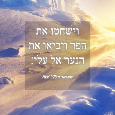 Picture 04 - שמואל א 1:25 HEB - וישחטו את הפר ויביאו את - Bible Verse Picture