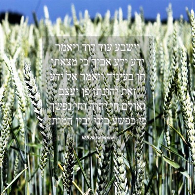 Picture 04 - שמואל א 20:3 HEB - וישבע עוד דוד ויאמר ידע ידע - Bible Verse Picture