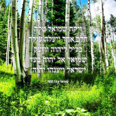 Picture 04 - שמואל א 7:9 HEB - ויקח שמואל טלה חלב אחד - Bible Verse Picture