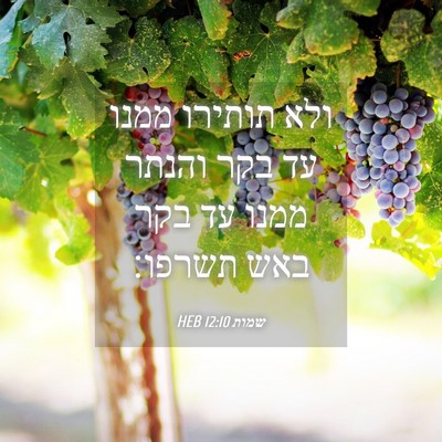 Picture 04 - שמות 12:10 HEB - ולא תותירו ממנו עד בקר - Bible Verse Picture