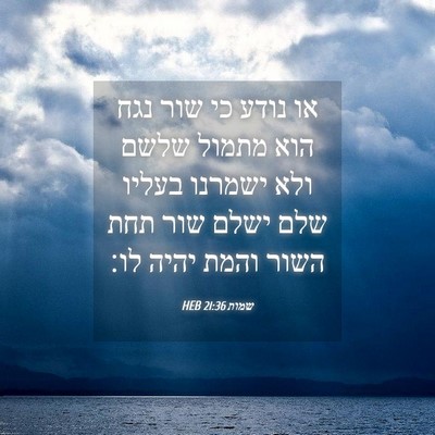 Picture 04 - שמות 21:36 HEB - או נודע כי שור נגח הוא - Bible Verse Picture