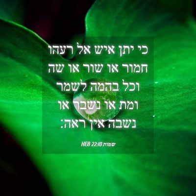 Picture 04 - שמות 22:10 HEB - כי יתן איש אל רעהו חמור או - Bible Verse Picture