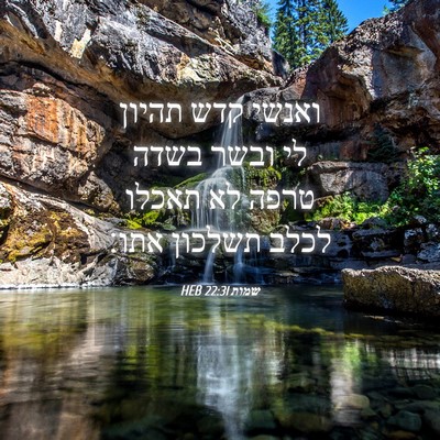 Picture 04 - שמות 22:31 HEB - ואנשי קדש תהיון לי ובשר - Bible Verse Picture