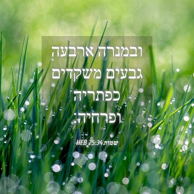 Picture 04 - שמות 25:34 HEB - ובמנרה ארבעה גבעים משקדים - Bible Verse Picture