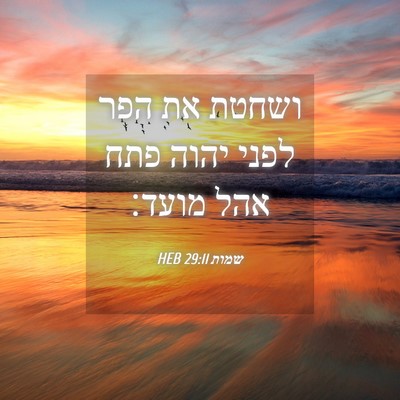 Picture 04 - שמות 29:11 HEB - ושחטת את הפר לפני יהוה פתח - Bible Verse Picture