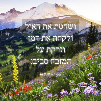 Picture 04 - שמות 29:16 HEB - ושחטת את האיל ולקחת את דמו - Bible Verse Picture