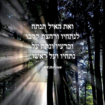 Picture 04 - שמות 29:17 HEB - ואת האיל תנתח לנתחיו ורחצת - Bible Verse Picture
