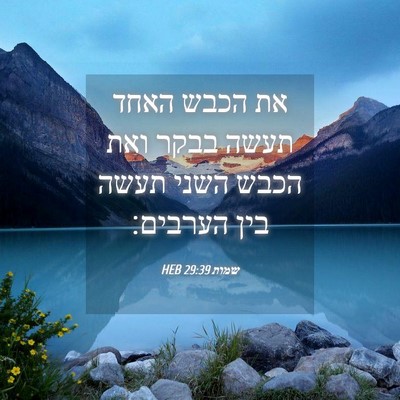 Picture 04 - שמות 29:39 HEB - את הכבש האחד תעשה בבקר ואת - Bible Verse Picture