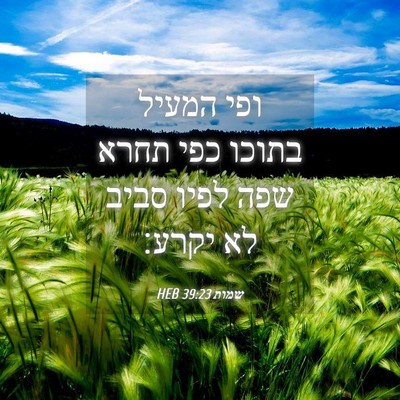 Picture 04 - שמות 39:23 HEB - ופי המעיל בתוכו כפי תחרא - Bible Verse Picture