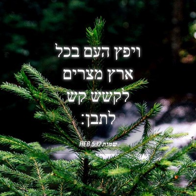 Picture 04 - שמות 5:12 HEB - ויפץ העם בכל ארץ מצרים לקשש - Bible Verse Picture