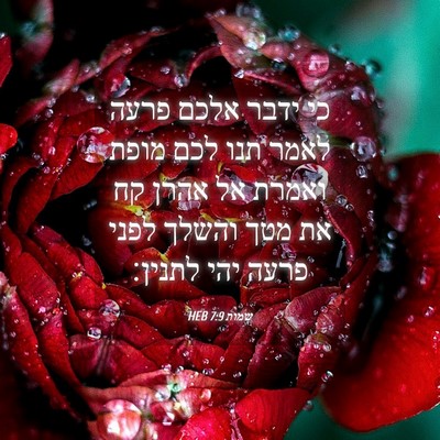 Picture 04 - שמות 7:9 HEB - כי ידבר אלכם פרעה לאמר תנו - Bible Verse Picture