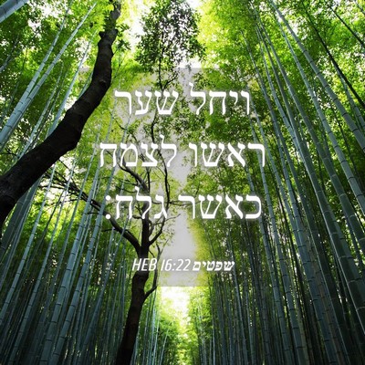 Picture 04 - שפטים 16:22 HEB - ויחל שער ראשו לצמח כאשר - Bible Verse Picture