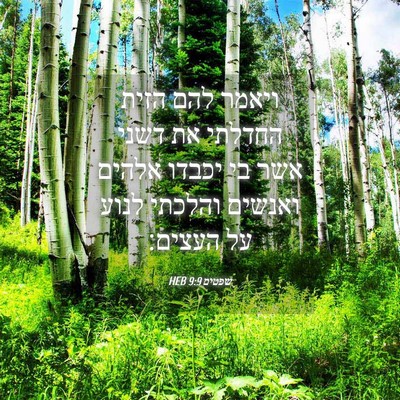 Picture 04 - שפטים 9:9 HEB - ויאמר להם הזית החדלתי את - Bible Verse Picture