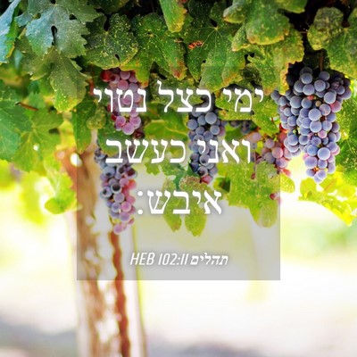 Picture 04 - תהלים 102:11 HEB - ימי כצל נטוי ואני כעשב - Bible Verse Picture