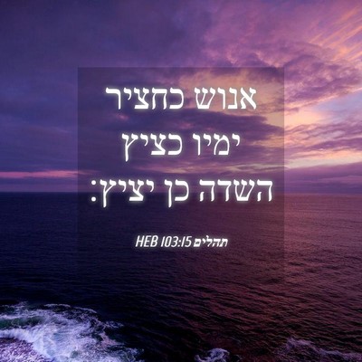 Picture 04 - תהלים 103:15 HEB - אנוש כחציר ימיו כציץ השדה - Bible Verse Picture