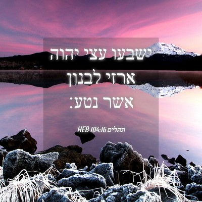 Picture 04 - תהלים 104:16 HEB - ישבעו עצי יהוה ארזי לבנון - Bible Verse Picture