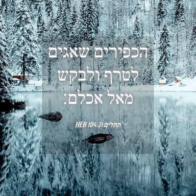 Picture 04 - תהלים 104:21 HEB - הכפירים שאגים לטרף ולבקש - Bible Verse Picture