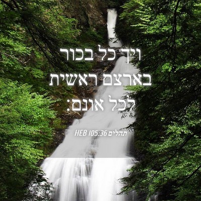 Picture 04 - תהלים 105:36 HEB - ויך כל בכור בארצם ראשית לכל - Bible Verse Picture