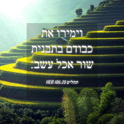 Picture 04 - תהלים 106:20 HEB - וימירו את כבודם בתבנית שור - Bible Verse Picture