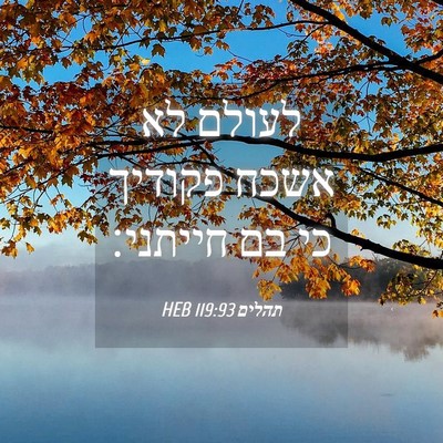 Picture 04 - תהלים 119:93 HEB - לעולם לא אשכח פקודיך כי בם - Bible Verse Picture