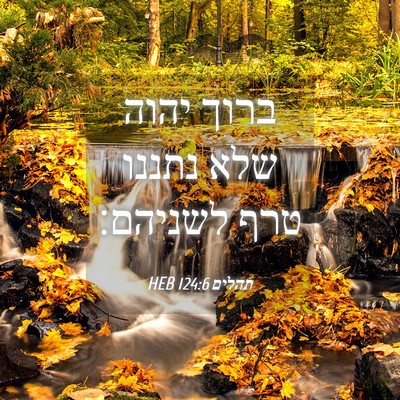 Picture 04 - תהלים 124:6 HEB - ברוך יהוה שלא נתננו טרף - Bible Verse Picture