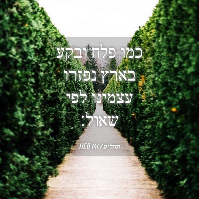 Picture 04 - תהלים 141:7 HEB - כמו פלח ובקע בארץ נפזרו - Bible Verse Picture