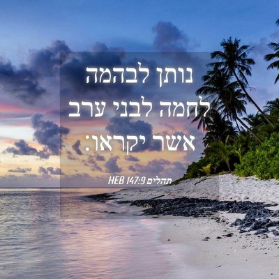 Picture 04 - תהלים 147:9 HEB - נותן לבהמה לחמה לבני ערב - Bible Verse Picture