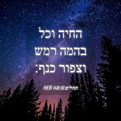 Picture 04 - תהלים 148:10 HEB - החיה וכל בהמה רמש וצפור - Bible Verse Picture