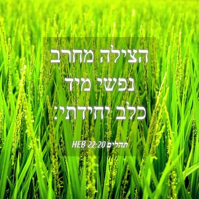 Picture 04 - תהלים 22:20 HEB - הצילה מחרב נפשי מיד כלב - Bible Verse Picture