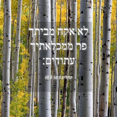 Picture 04 - תהלים 50:9 HEB - לא אקח מביתך פר ממכלאתיך - Bible Verse Picture