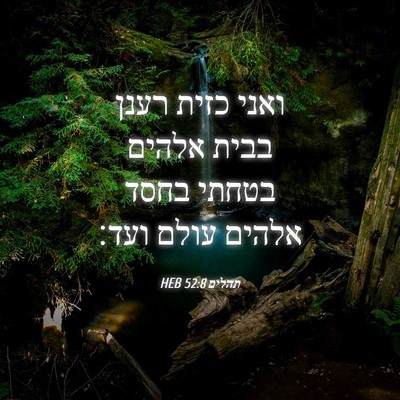Picture 04 - תהלים 52:8 HEB - ואני כזית רענן בבית אלהים - Bible Verse Picture