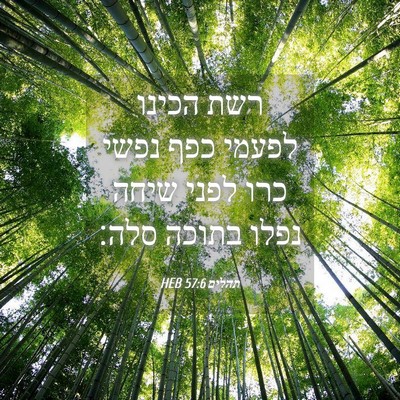 Picture 04 - תהלים 57:6 HEB - רשת הכינו לפעמי כפף נפשי - Bible Verse Picture