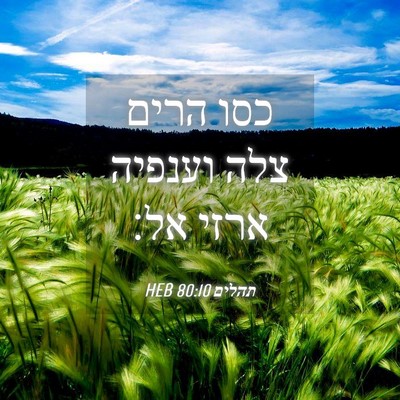 Picture 04 - תהלים 80:10 HEB - כסו הרים צלה וענפיה ארזי - Bible Verse Picture