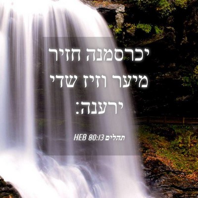 Picture 04 - תהלים 80:13 HEB - יכרסמנה חזיר מיער וזיז שדי - Bible Verse Picture