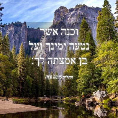 Picture 04 - תהלים 80:15 HEB - וכנה אשר נטעה ימינך ועל בן - Bible Verse Picture