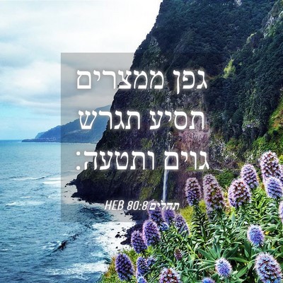 Picture 04 - תהלים 80:8 HEB - גפן ממצרים תסיע תגרש גוים - Bible Verse Picture