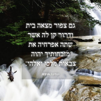 Picture 04 - תהלים 84:3 HEB - גם צפור מצאה בית ודרור קן - Bible Verse Picture
