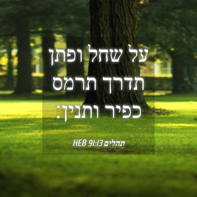 Picture 04 - תהלים 91:13 HEB - על שחל ופתן תדרך תרמס כפיר - Bible Verse Picture