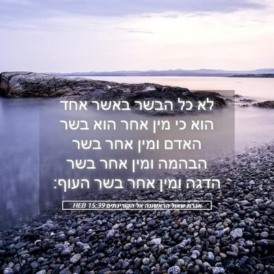 Picture 05 - אגרת שאול הראשונה אל הקורינתים 15:39 HEB - לא כל הבשר באשר אחד הוא כי - Bible Verse Picture