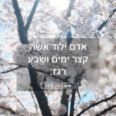 Picture 05 - איוב 14:1 HEB - אדם ילוד אשה קצר ימים ושבע - Bible Verse Picture