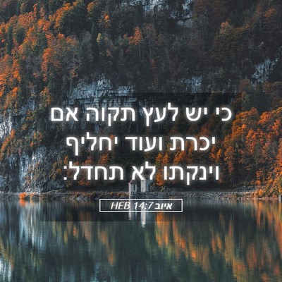 Picture 05 - איוב 14:7 HEB - כי יש לעץ תקוה אם יכרת ועוד - Bible Verse Picture