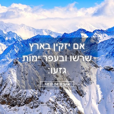 Picture 05 - איוב 14:8 HEB - אם יזקין בארץ שרשו ובעפר - Bible Verse Picture