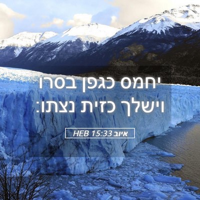 Picture 05 - איוב 15:33 HEB - יחמס כגפן בסרו וישלך כזית - Bible Verse Picture